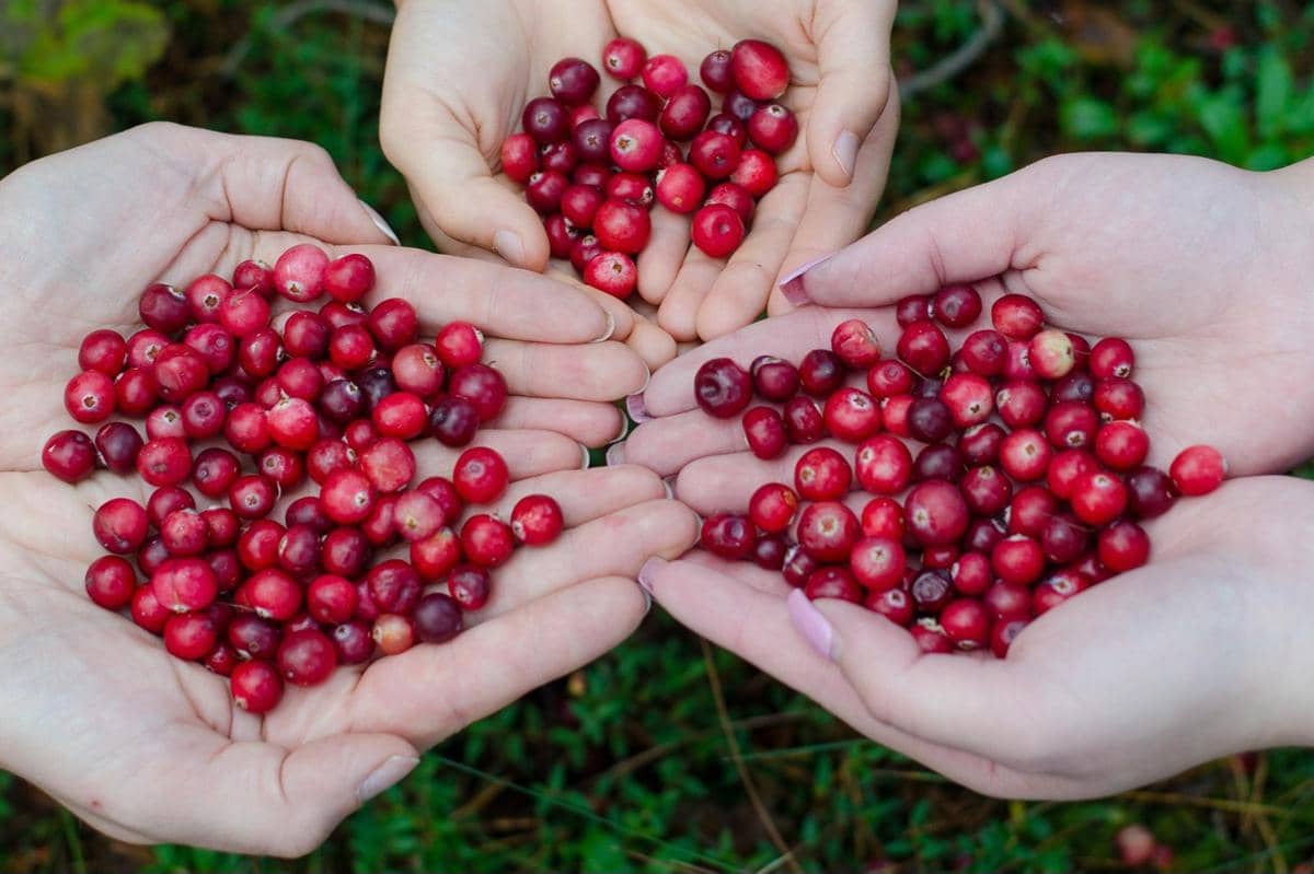 10 makanan dan minuman sehat yang baik untuk ginjal kamu