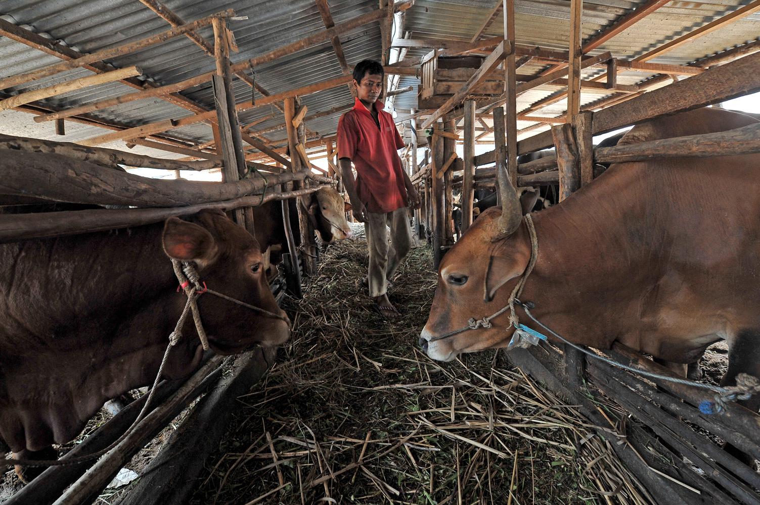 Peternak setuju wacana impor 100.000 sapi dari Brasil untuk atasi defisit daging